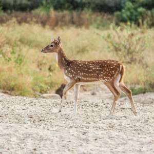 Wildlife Photography Ethics: Respecting Nature