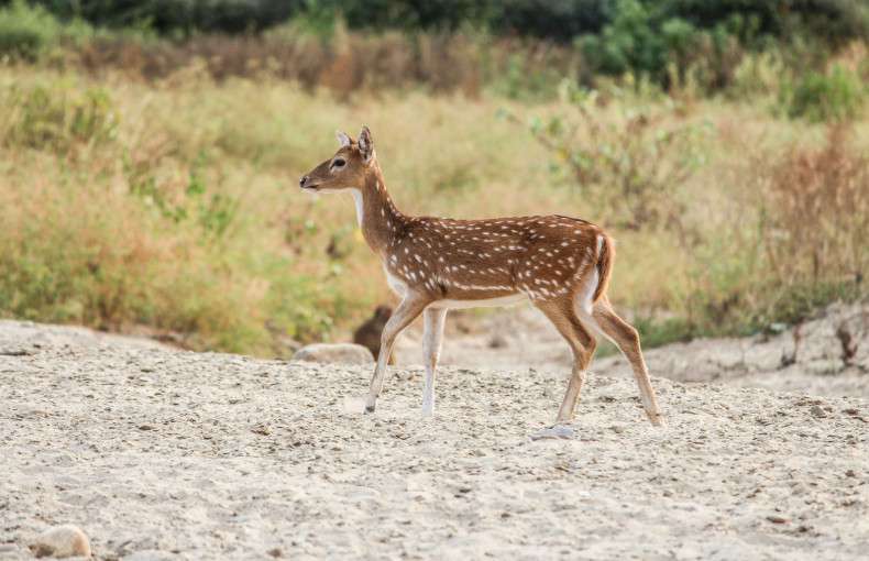 Wildlife Photography Ethics: Respecting Nature