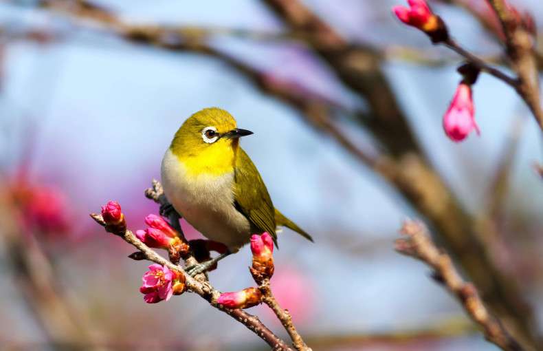 8 Tips for A First-Time Birdwatcher