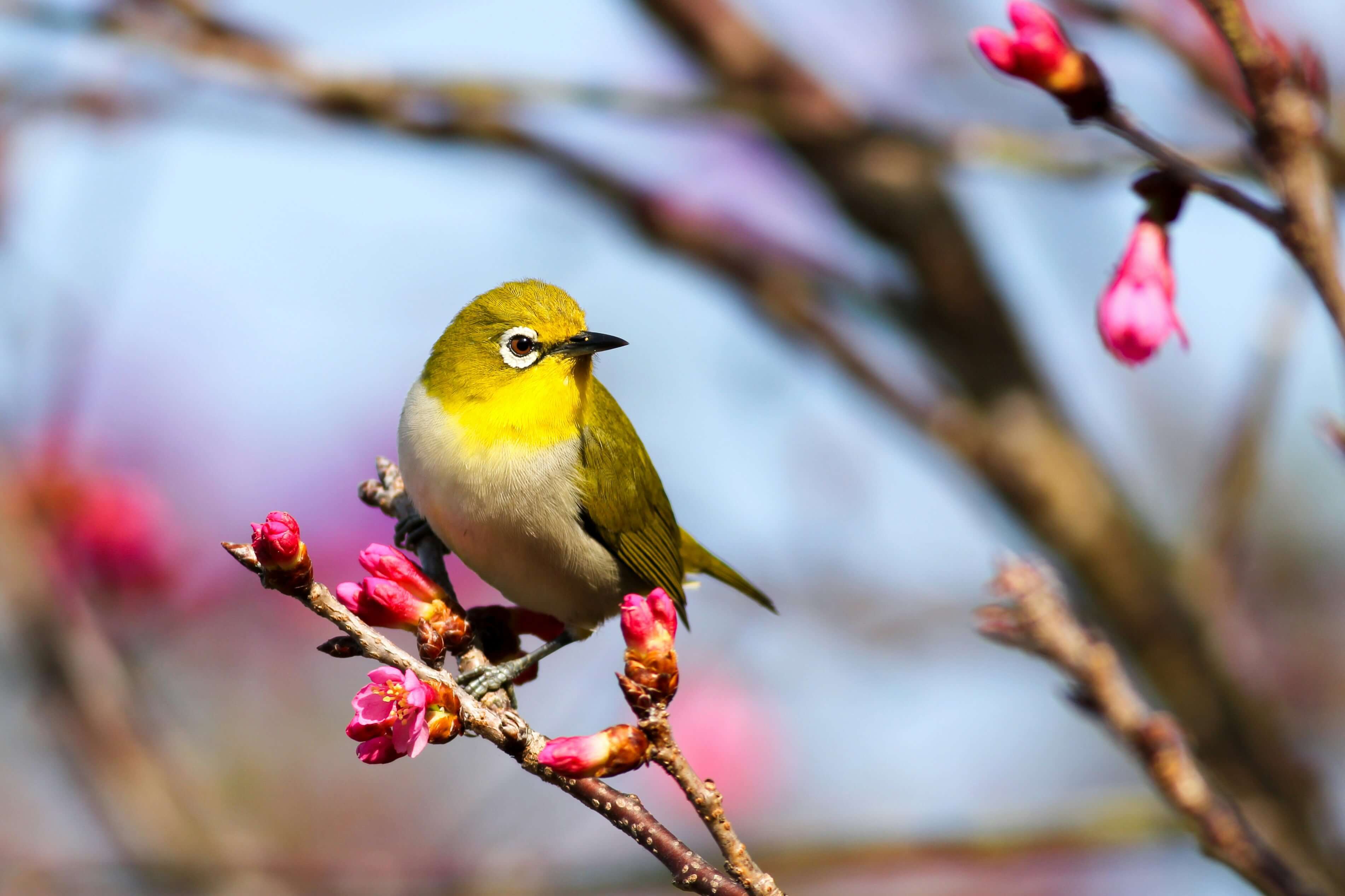 yellow bird