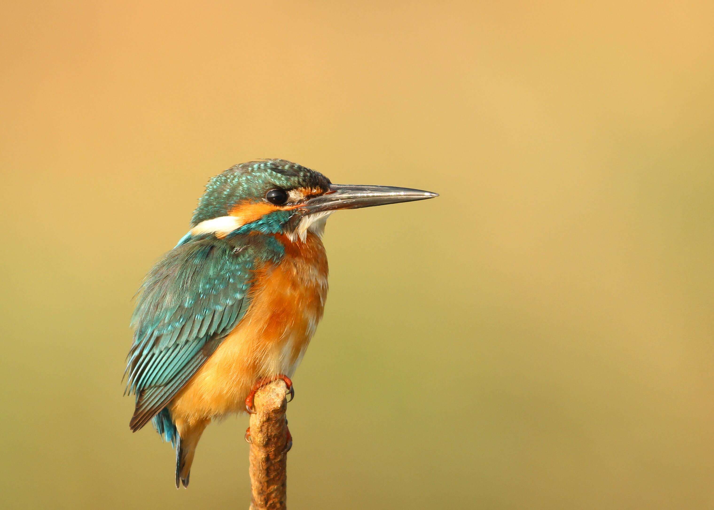 kingfisher