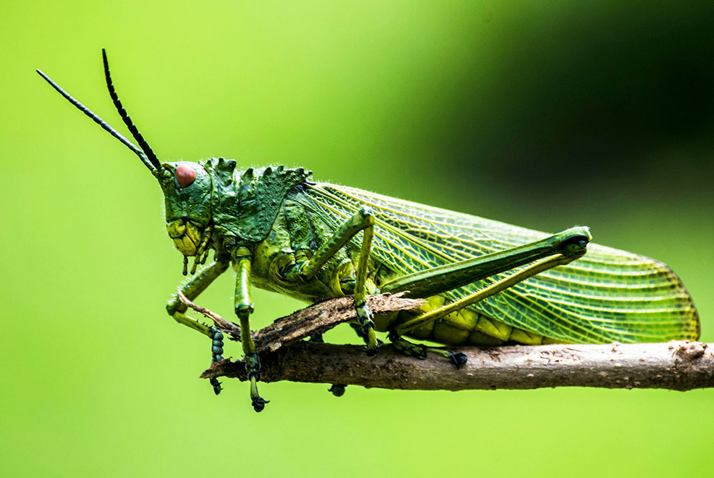 bug1