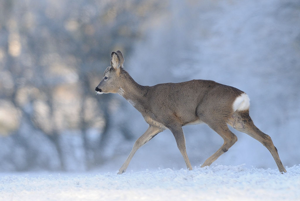 DEERWLC1