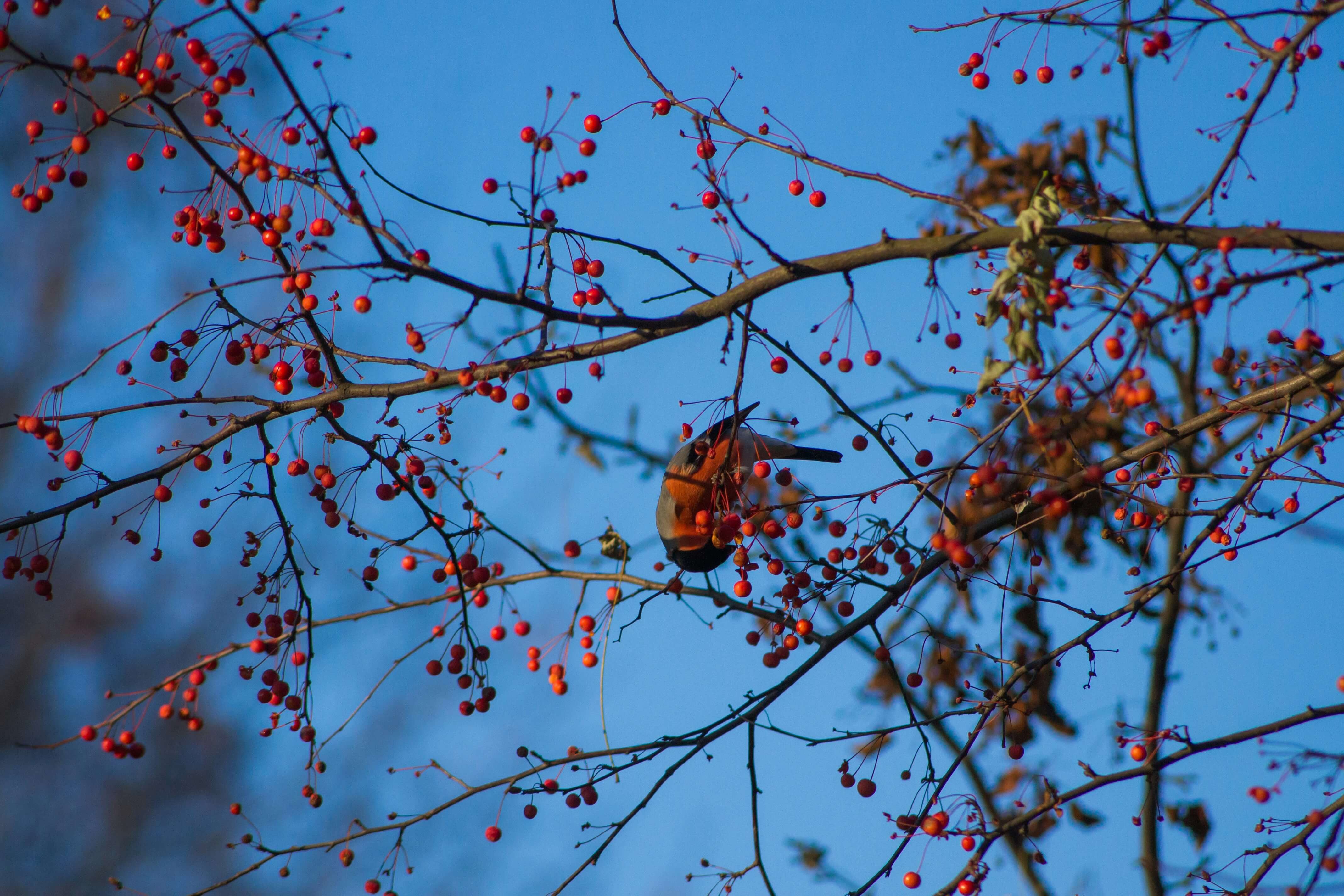 bird behaviour