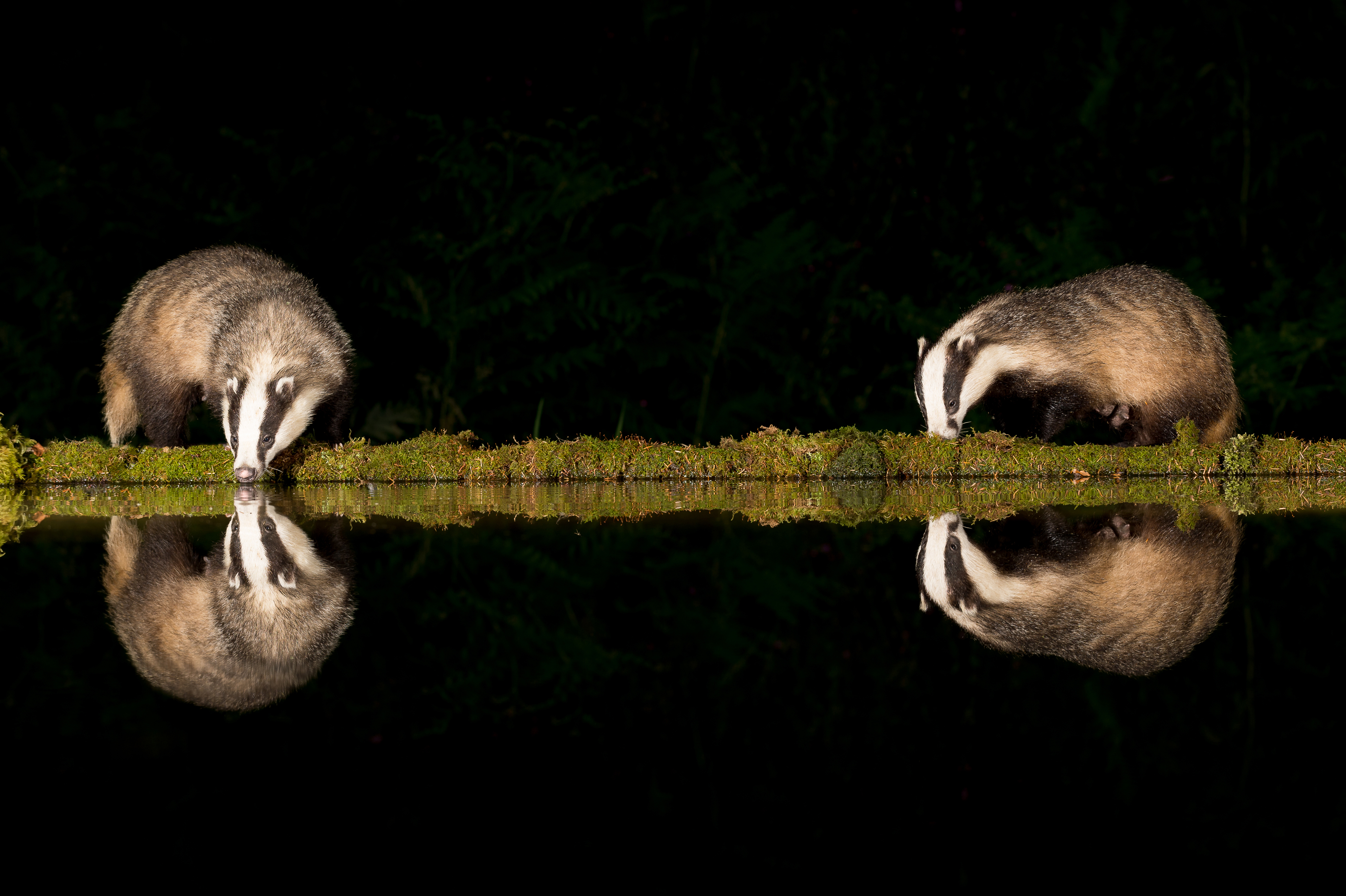 Badger at reflection pool_05254025th June 2020 copy