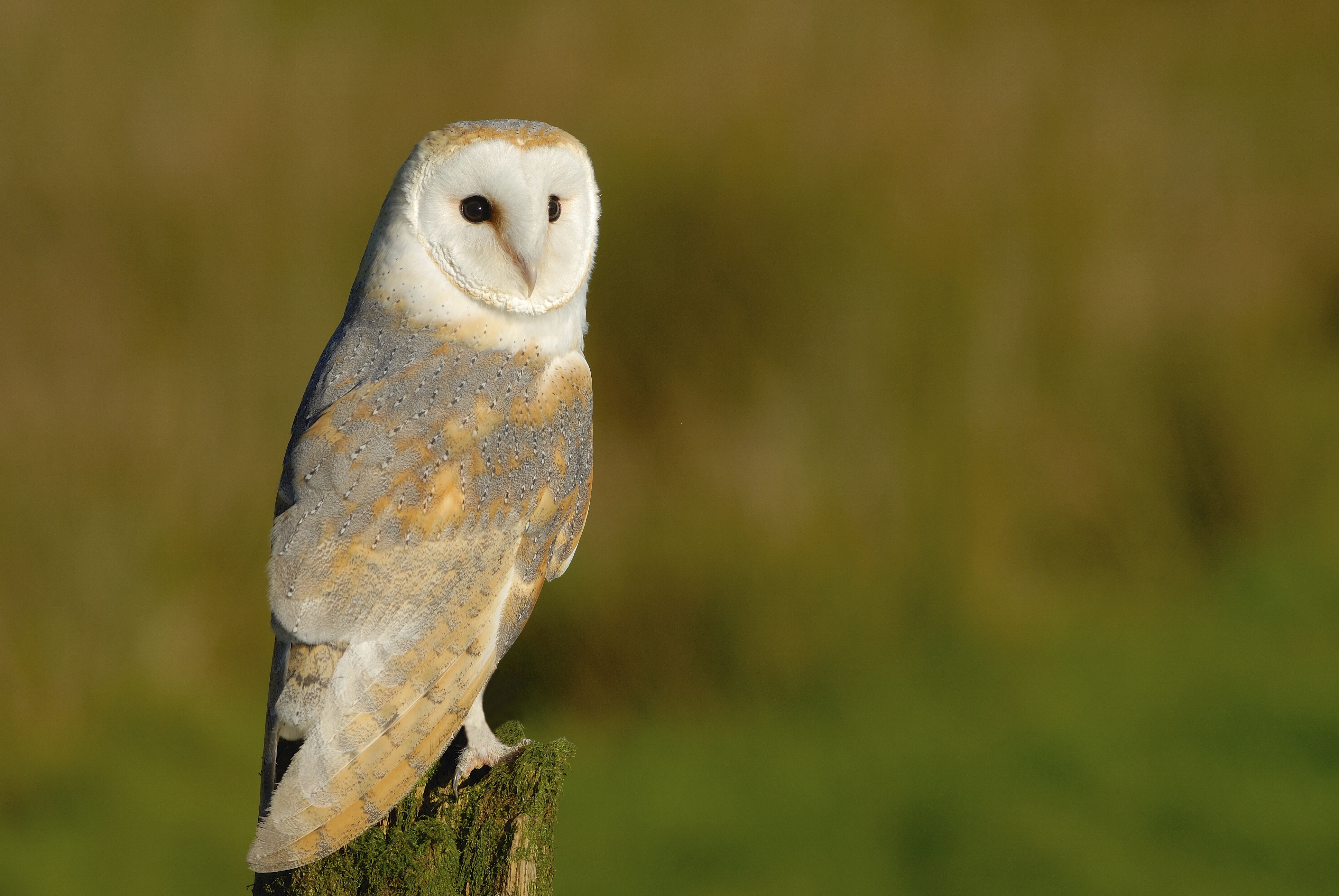 Barn Owl C (74)