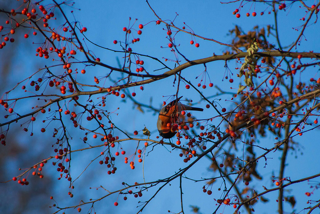BERRIES