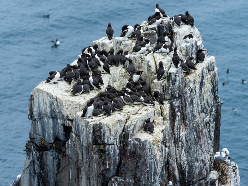 Farne-Isles-Feature-1