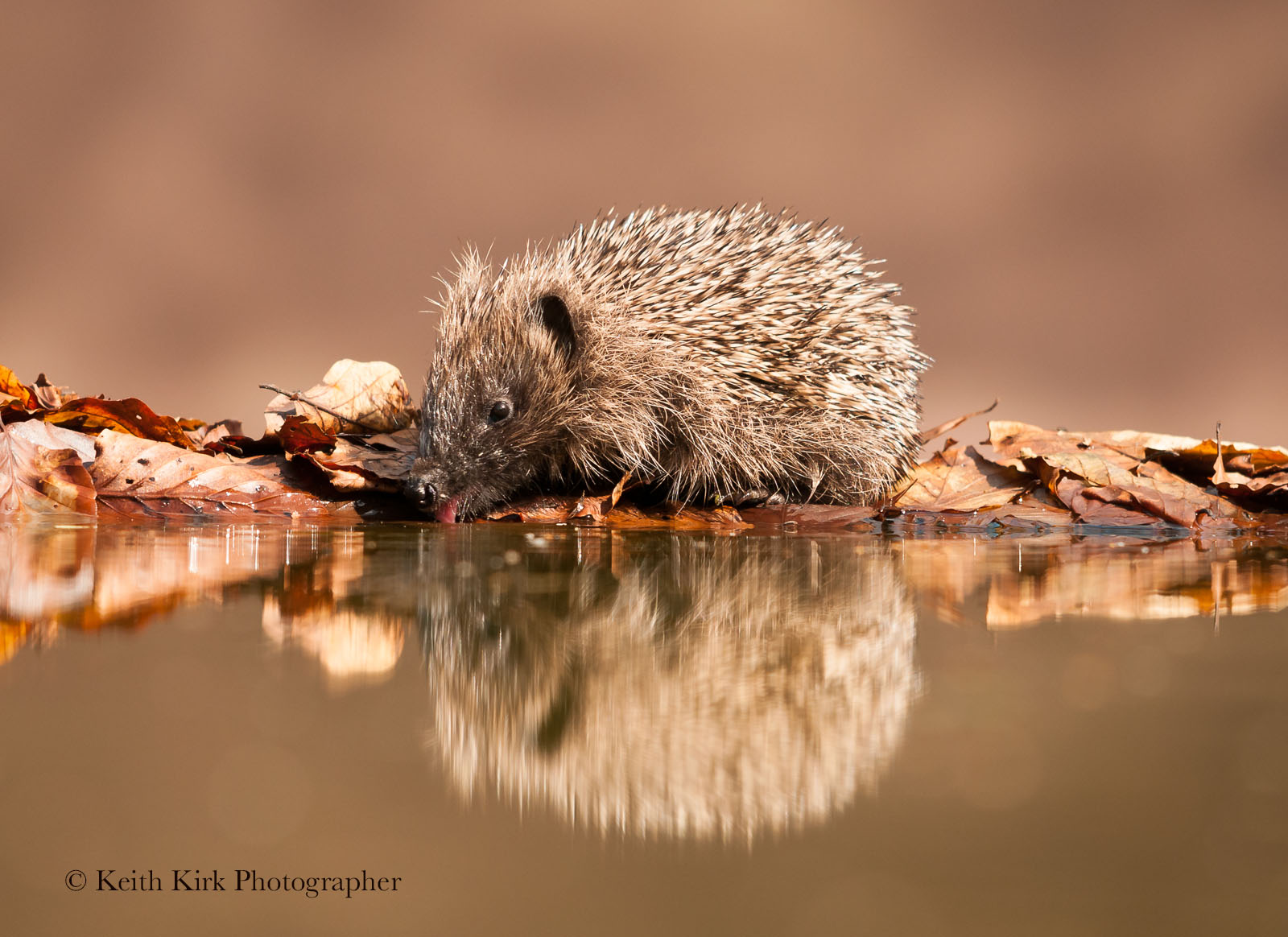 Hedgehog reflect00007_DSC7923Aug 2014 (5)