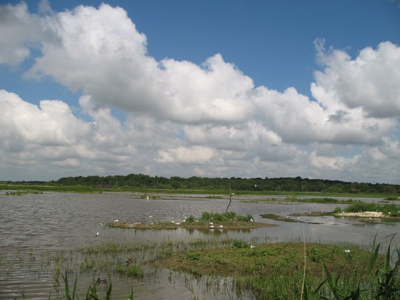 Minsmere_0903