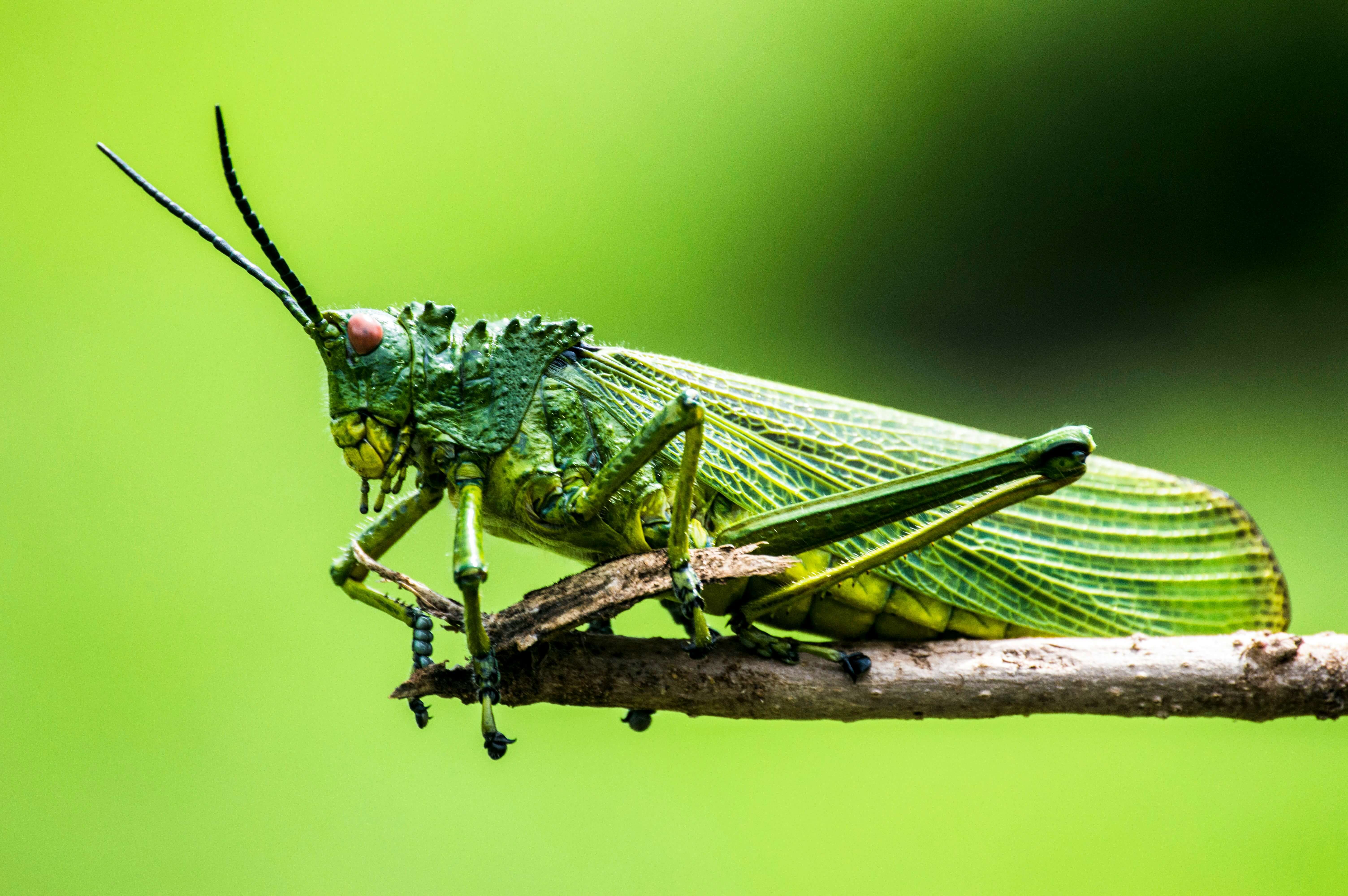 elegance-nairobi-ja-fidtnjaq-unsplash-1.jpg