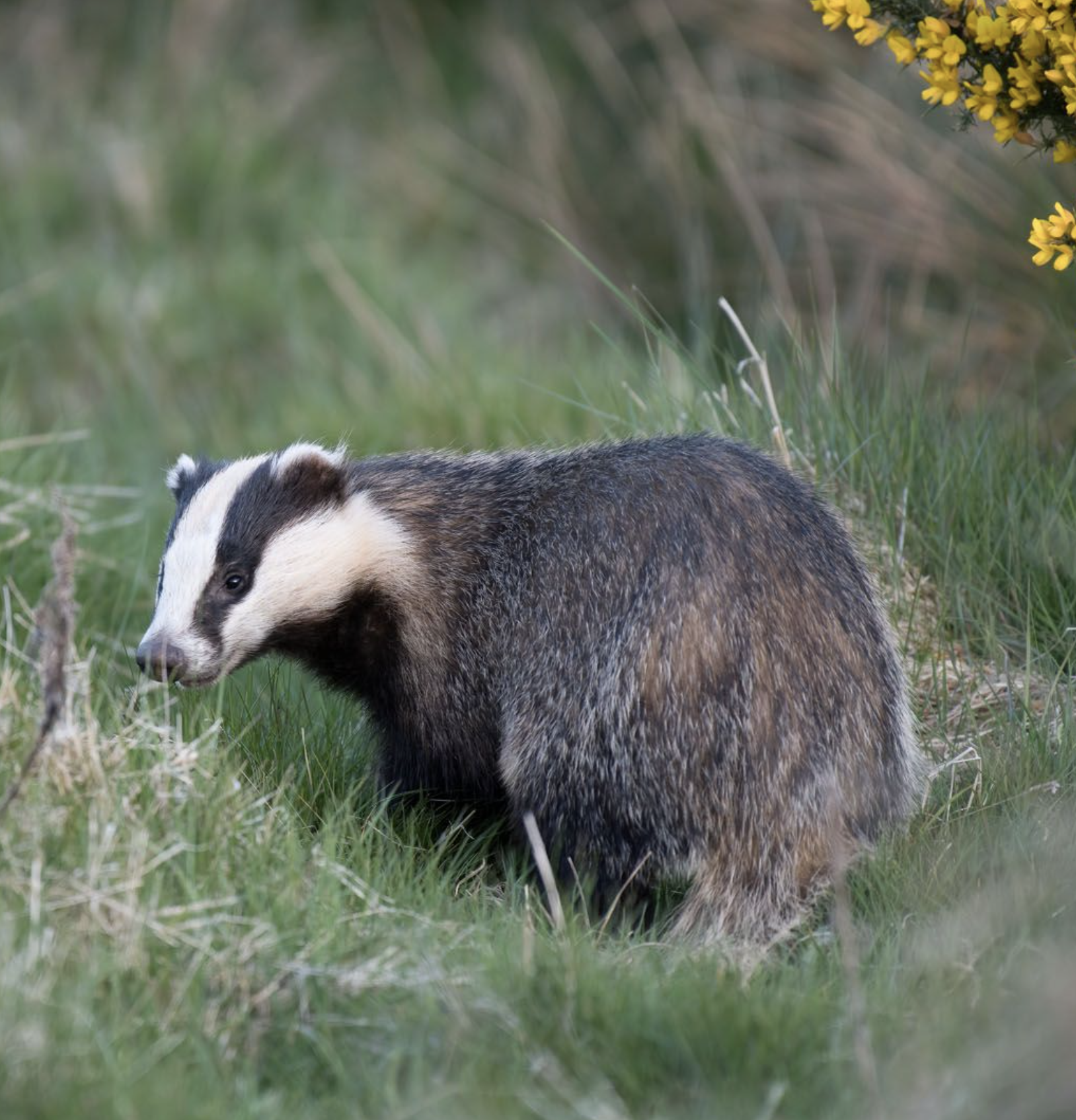 BadgerWCam