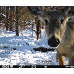 Spypoint Flex M Cellular Trail Camera System