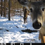 Spypoint Flex M Cellular Trail Camera System