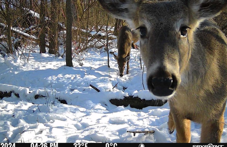 Spypoint Flex M Cellular Trail Camera System